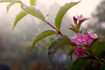 pink honeysuckle in blossom Lonicera tatarica with spider web around it in misty autumn sunrise
