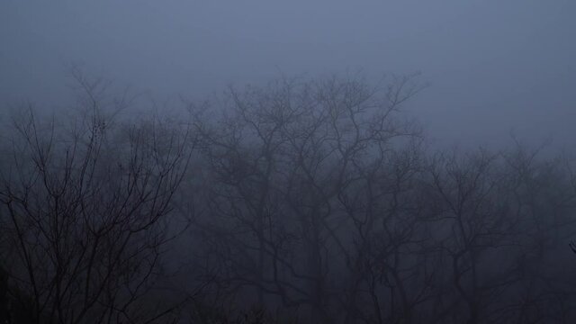 The desolate scene of a row of dead trees in the heavy fog