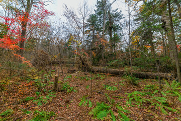In autumn forest at cloudy day.