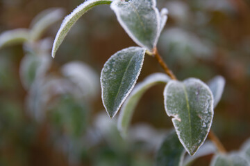 pflanze, natur, blume, green, blatt, frozen, frost, flora, schwarz-weiss, morgentau, blume, close up, winter, gefroren, frosty, wintertime, winterzeit, winter, winterblatt, gefrorenes blatt, freezy