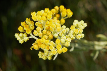 Yellow flowers of helichrysum arenarium immortelle on a dark blurry background. Medicinal plant.