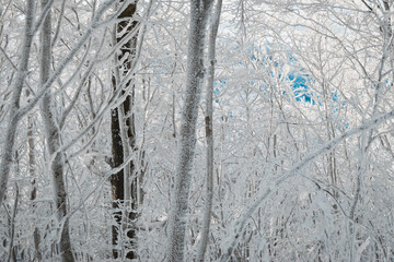 Mroźne oszronione drzewa śnieg lód