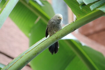 bird on a branch