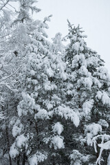 A lot of fresh snow on trees in the morning