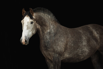 Portrait horse black background