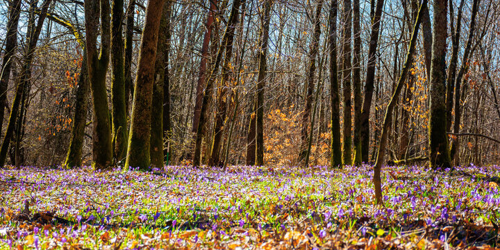 forest glade blossom in crocus. beautiful nature scenery in springtime. leafless trees on a sunny day
