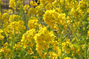 春の風景 美しい菜の花 花畑 鮮やか かわいい 黄色 自然 満開 可憐