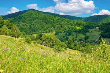 rural landscape of ukrainian carpathians. beautiful summer scenery in mountains. green grassy meadow by the forest on the hill. mountain peak beneath a sky with fluffy clouds on a sunny day