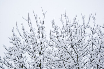 A lot of fresh snow on trees in the morning