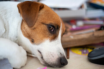 sad jack russell terrier lies on the desktop, lockdown