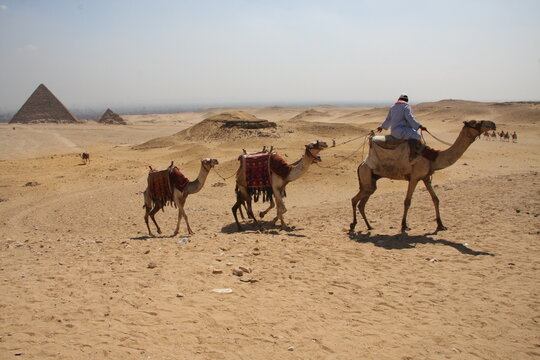 Hombre de espaldas montando en un camello y dirigiendo dos más por el desierto de Egipto