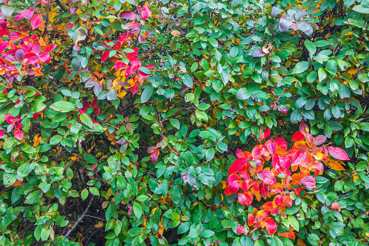 Colorful autumnal background with red leaves close up. Multicolored foliage Cotoneaster lucidus in forest. Autumn concept.