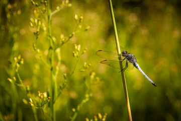 Close-Up Of Dragonfly On Plant