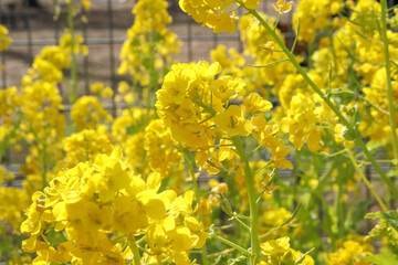 春の風景 美しい 黄色 菜の花 なのはな 鮮やか 可憐 かわいい イエロー