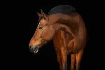 Portrait horse black background