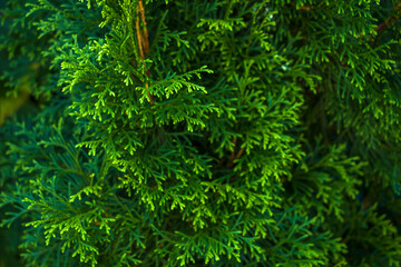 Thuja occidentalis, or living tree. Evergreen coniferous tree in cypress family (Cupressaceae). Platycladus or Biot. Natural background.