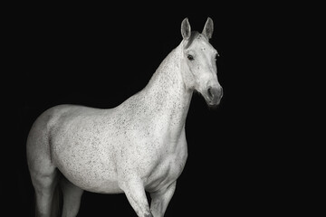Obraz na płótnie Canvas Portrait horse black background