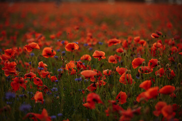field of poppies at sunset