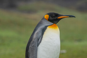 The King Penguin (Aptenodytes patagonicus)
