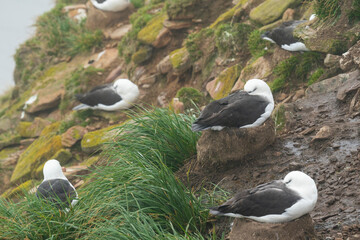 The Black-brow Albatross (Diomedea melanophris)