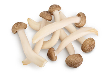 Brown beech mushrooms or Shimeji mushroom isolated on white background with clipping path. Top view, flat lay