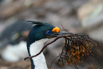 The King Cormorant (Phalacrocorax atriceps)