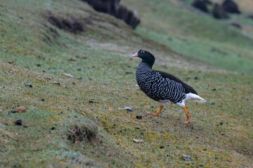 The Kelp Goose (Chloephaga hybrida)