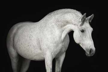 Fototapeta na wymiar Portrait horse black background