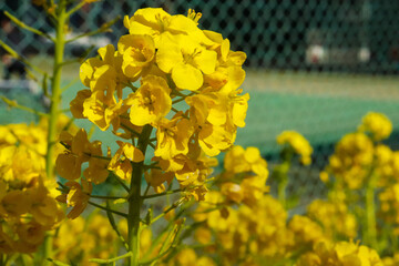 菜の花 花畑 黄色 美しい 可憐 かわいい 綺麗 なのはな アブラナ 鮮やか 可憐