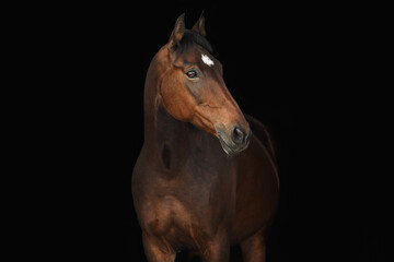 Obraz premium Portrait horse black background