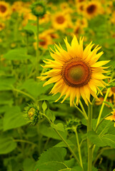 sunflower