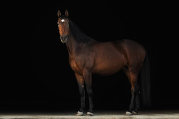 Portrait horse black background