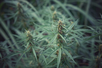 Cannabis flower and cannabis plant.Hemp plant for use in making tea.