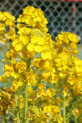 菜の花 花畑 黄色 春 黄色 鮮やか 可憐 かわいい 美しい パステル 綺麗 なのはな