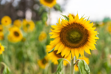 Field of blooming vibrant sunflowers