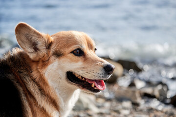 View of happy face corgi in profile. Close up portrait of Pembroke tricolor Welsh corgi sitting against blue sea and enjoying life. British small popular breed of dog Shepherd.