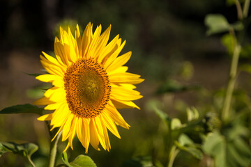 Fototapeta premium Field of blooming vibrant sunflowers