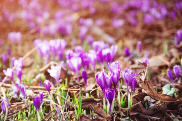 Beautiful purple crocuses in spring time. Spring flowers in the wild nature.