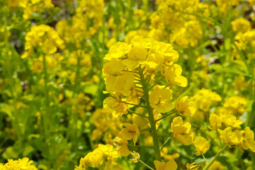 菜の花 花畑 黄色 鮮やか 公園 穏やか 美しい なのはな アブラナ 