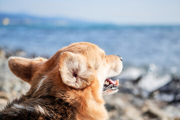 View of happy face corgi in profile. Close up portrait of Pembroke tricolor Welsh corgi sitting against blue sea and enjoying life. British small popular breed of dog Shepherd.