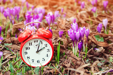 Classic alarm clock over spring flowers background. Daylight saving time reminder. Spring natural background with first flowers.