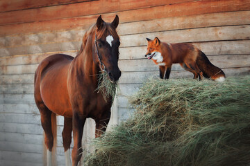 Horse and fox
