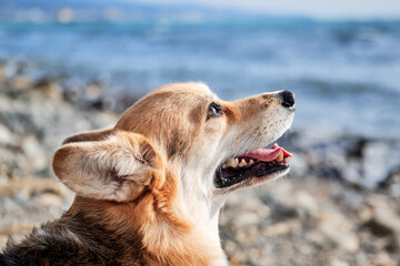 View of happy face corgi in profile. Close up portrait of Pembroke tricolor Welsh corgi sitting against blue sea and enjoying life. British small popular breed of dog Shepherd.