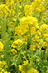 菜の花 花畑 黄色 鮮やか 可憐 春 満開 可憐 かわいい 美しい アブラナ