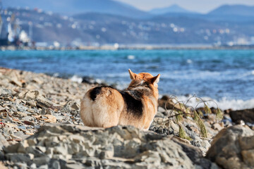 Adorable miniature British Shepherd dog without tail rear view. Pembroke Welsh Corgi tricolor walking on pebbly shore on of blue sea and breath of fresh air. Walking with dog along sea coast.