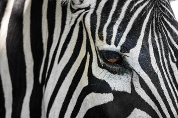 Obraz na płótnie Canvas Close-up Zebra Auge