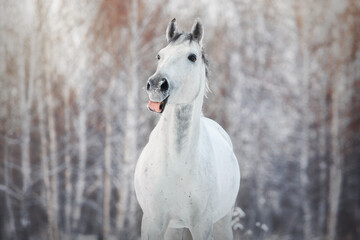 White horse