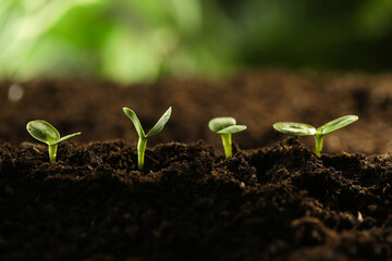 Little green seedlings growing in soil, closeup