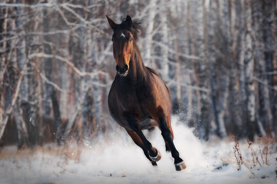Holstein horse