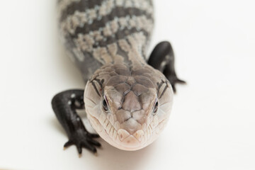 Giant blue-tongued skink lizard or Tiliqua gigas isolated on white background